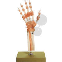Modèle de fonction articulations de la main