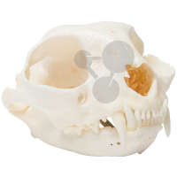 Crâne de chat (Felis catus)