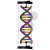 Modèle structurel de la double hélice d’ADN 1