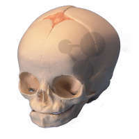 Crâne de fœtus Premium