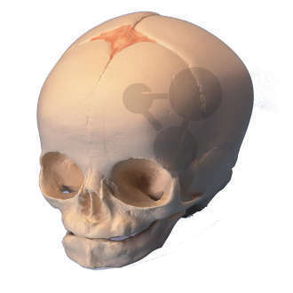 Crâne de fœtus Premium