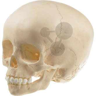 Crâne d'enfant d'environ 6 ans