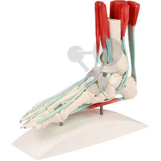 Squelette du pied avec tendons
