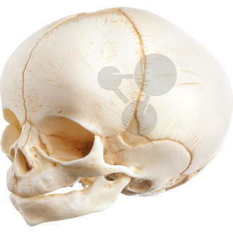 Crâne de nouveau-né