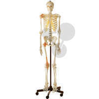 Squelette humain avec ligaments SOMSO®