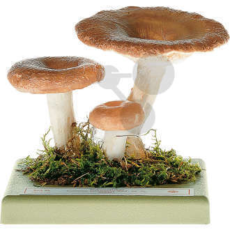 Lactarius torminosus