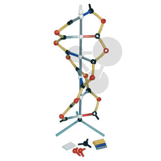 Petit modèle d'ADN