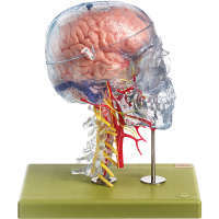 Neuroanatomie-modèle de tête