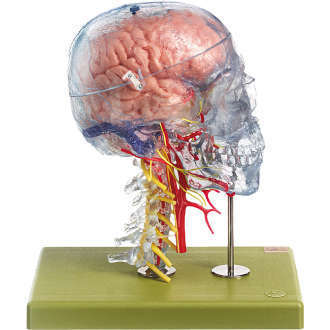 Neuroanatomie-modèle de tête