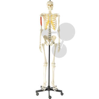 Squelette humain avec muscles d’un bras SOMSO®