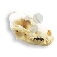 Crâne de chien Premium