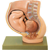 Bassin avec utérus au 9e mois de la grossesse
