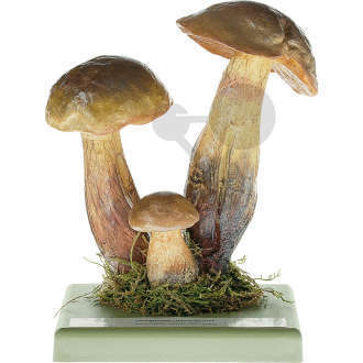 Boletus luridus