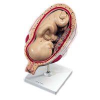 Fœtus à 7 mois Premium