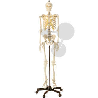 Squelette humain suspendu SOMSO®