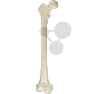 Cuisse (Femur)