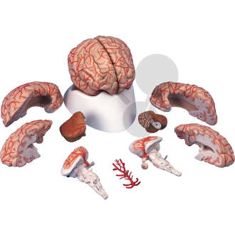 Cerveau avec artères en 9 parties Premium
