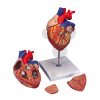 Cœur humain en 4 parties Premium