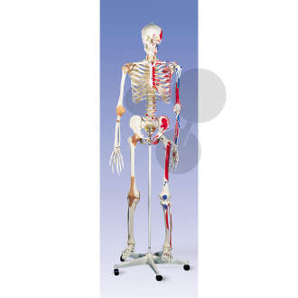 Squelette humain Premium