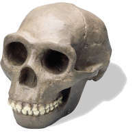 Crâne Sinanthropus Premium