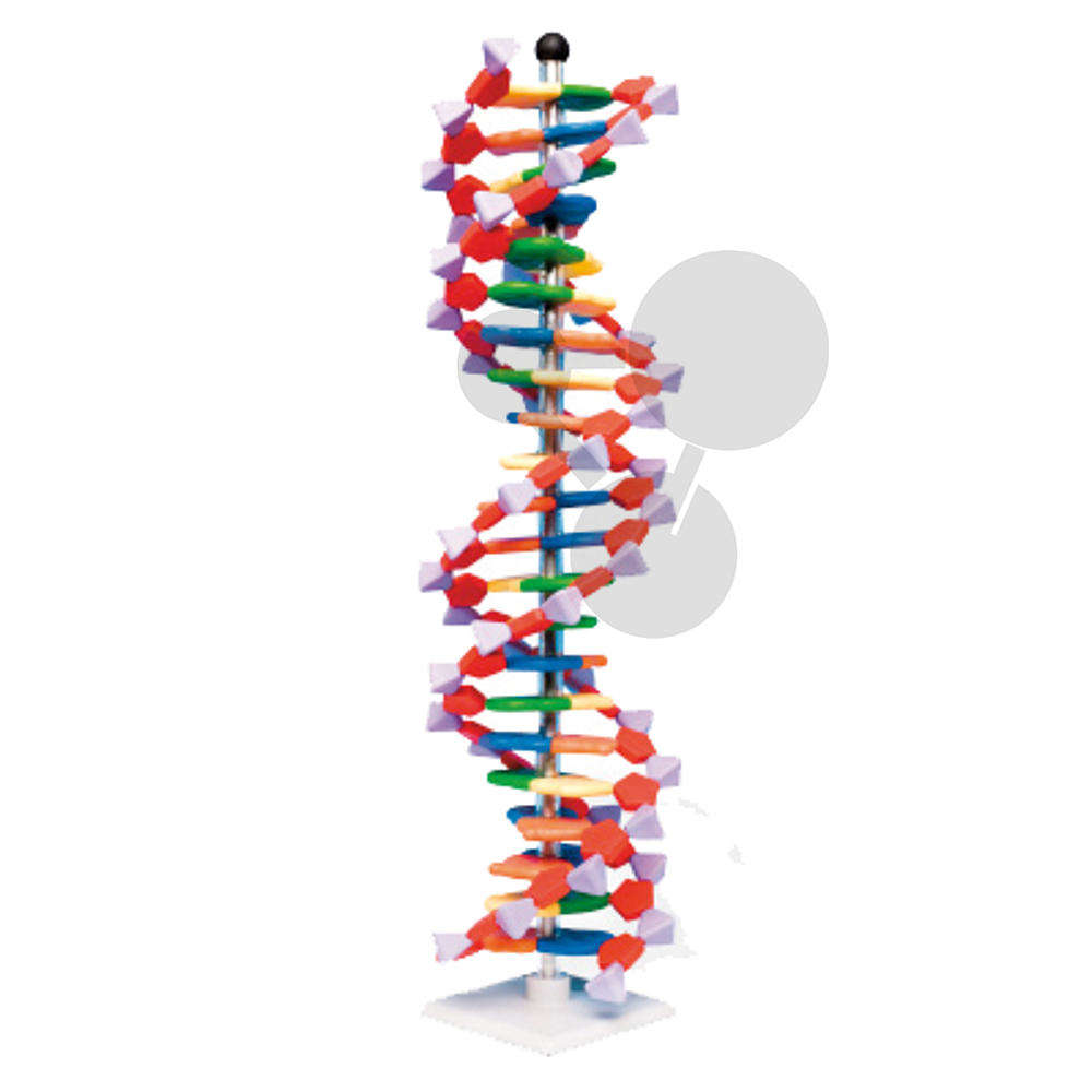Maquette ADN grand modèle