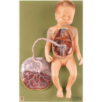 Circulation foetale
