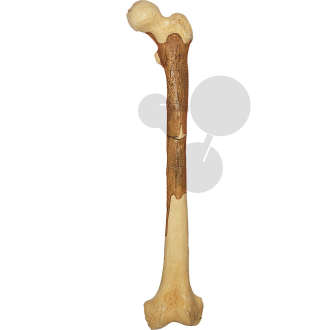 Fémur Homo Ergaster