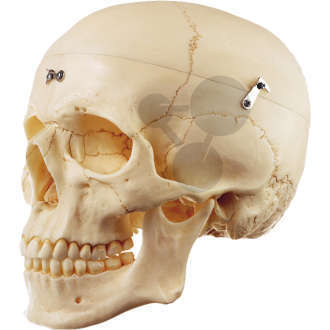 Crâne humain Somso