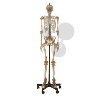 Squelette transparent sur support SOMSO®