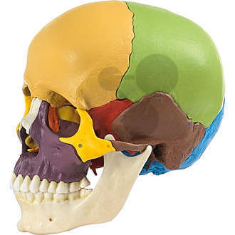 Modèle de crâne en 14 parties