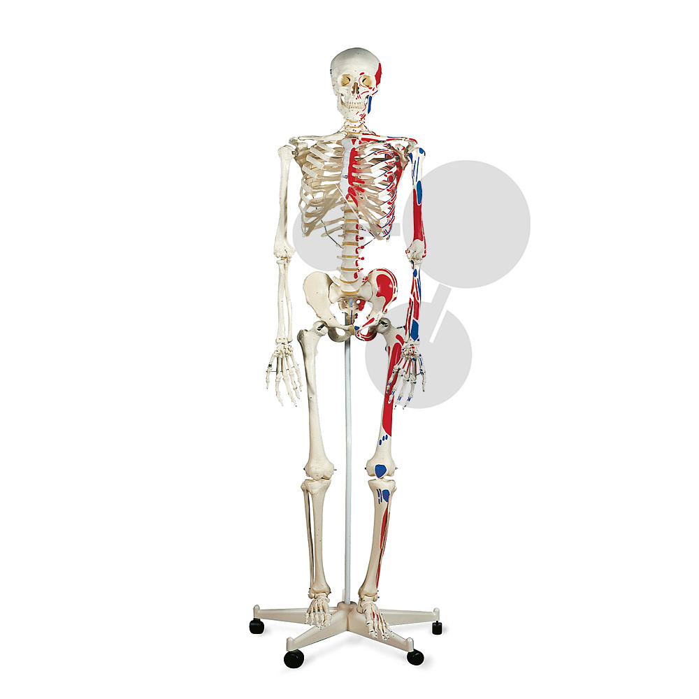 Le corps humain - modèle d'anatomie squelette (avec origo / insertion de  muscles, 175