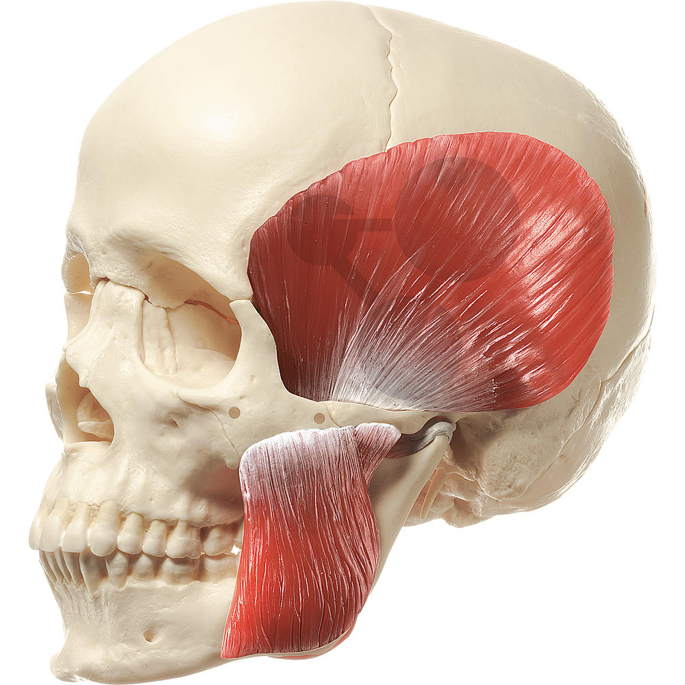 crâne humain anatomique