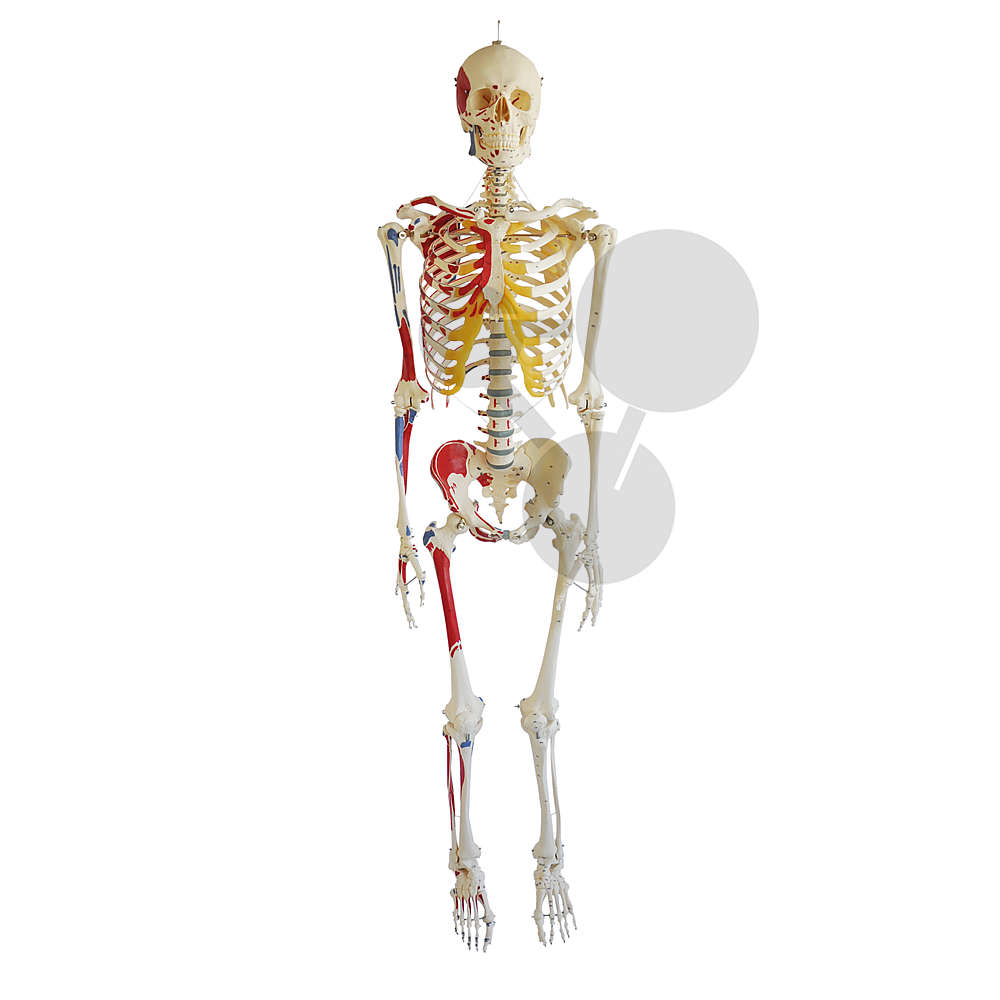 3B Scientific - Anatomie humaine - Muscles du corps humain