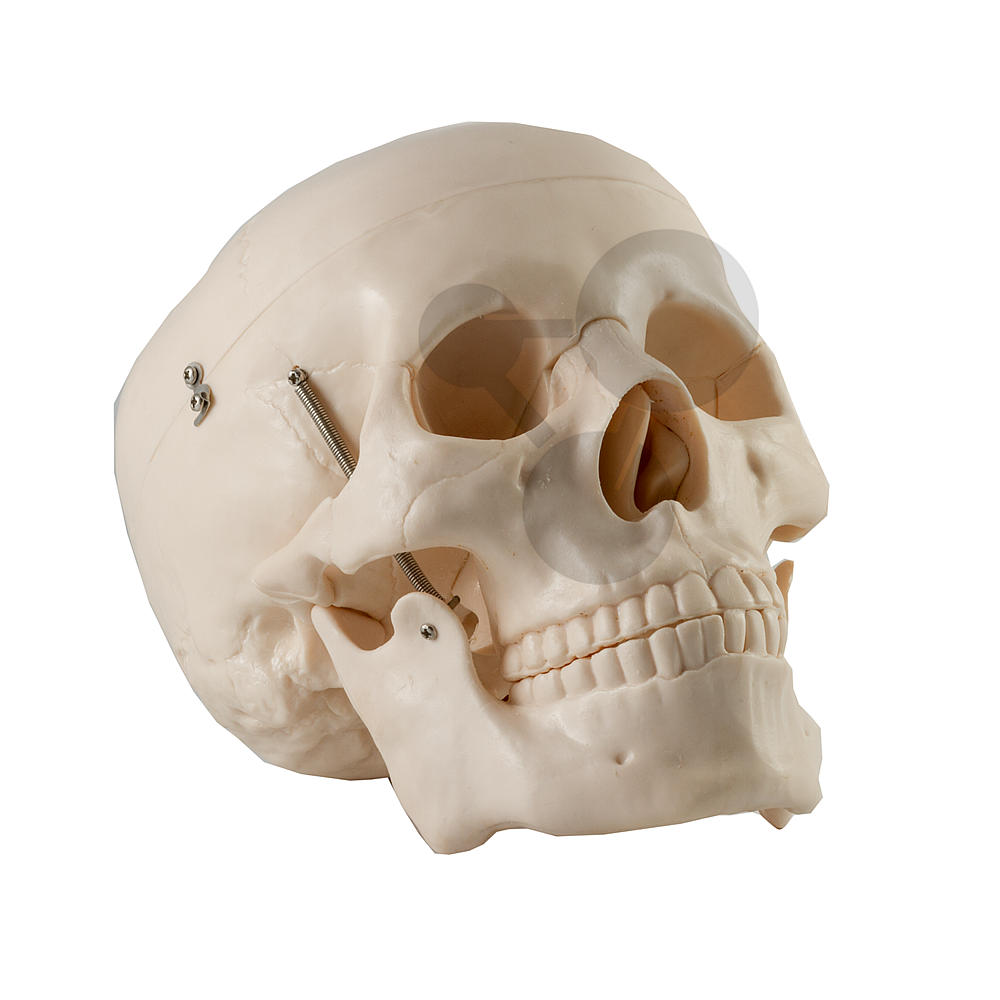 Crâne humain, en 18 parties / Crânes / SVT