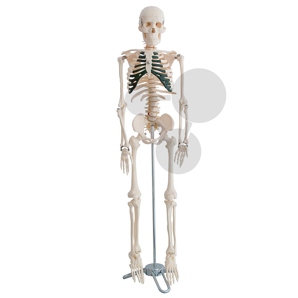 Squelette miniature Premium / Squelettes / SVT