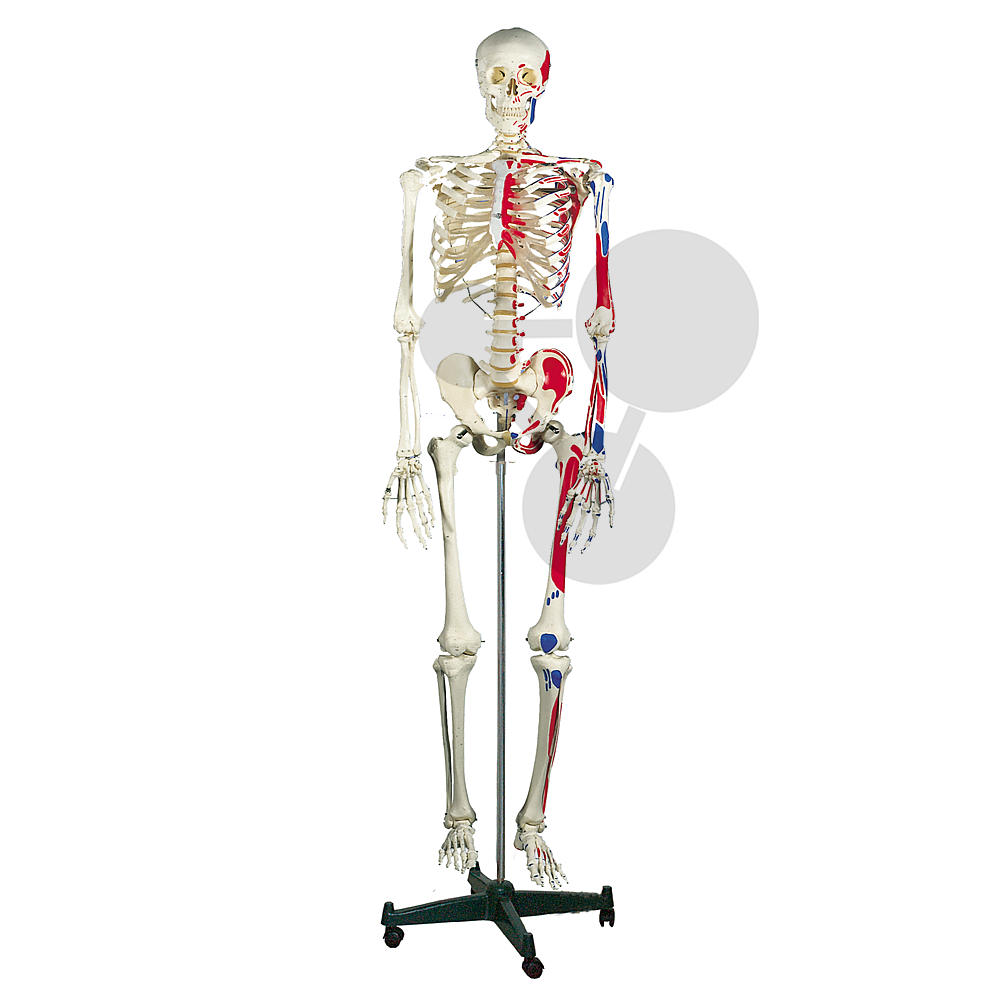 Squelette humain, 180 cm - Matériel de Laboratoire
