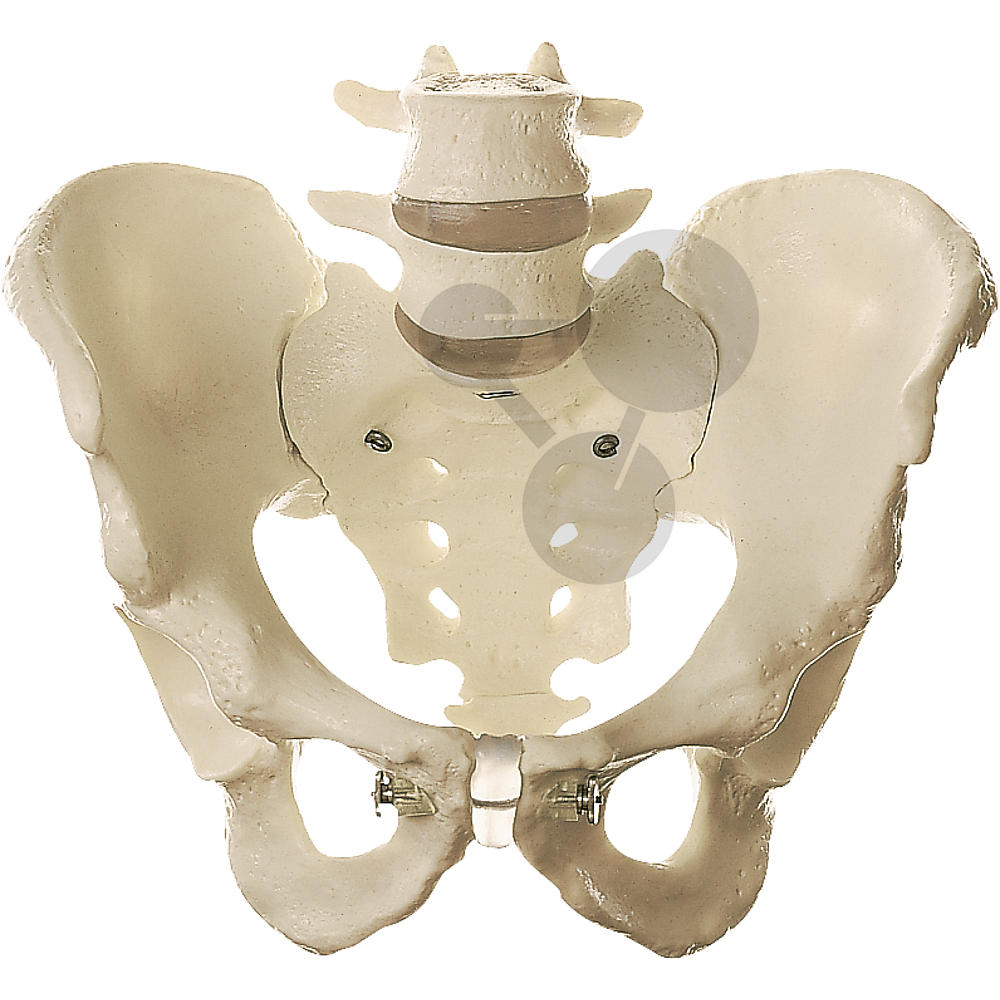  Squelette  du bassin m le Conatex mat riel didactique 