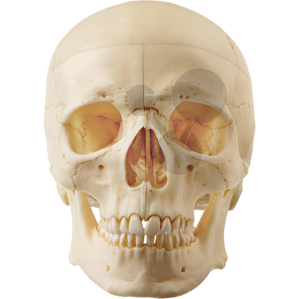 crâne humain anatomique