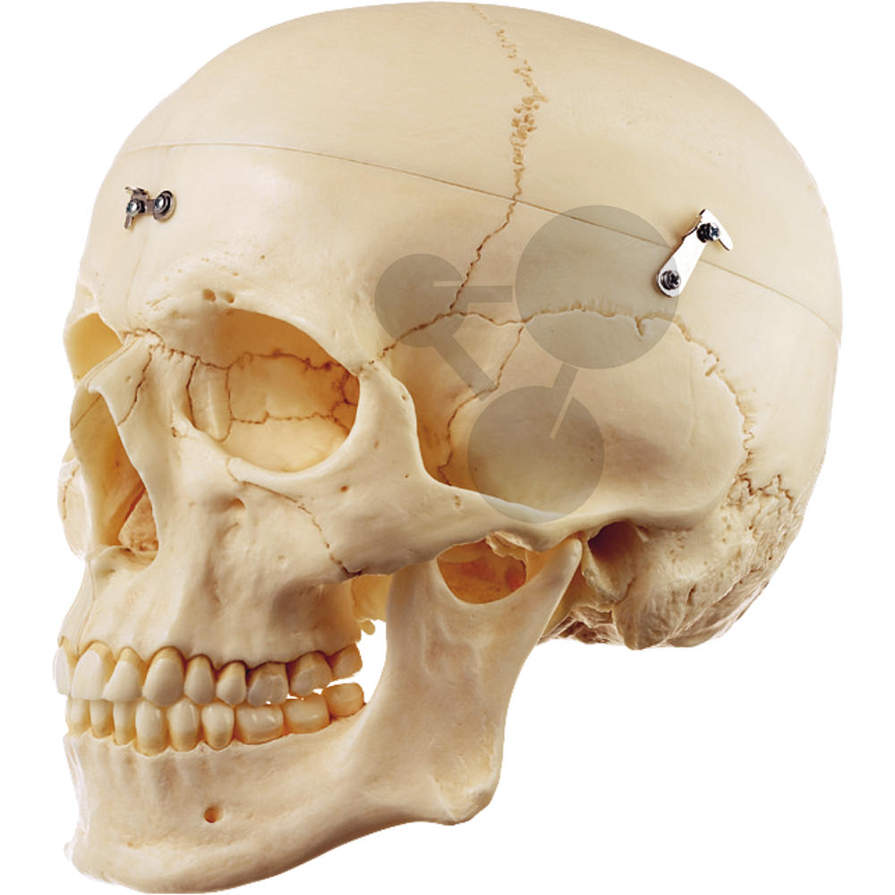 Crâne humain Somso / Crânes / SVT | Matériel scientifique CONATEX