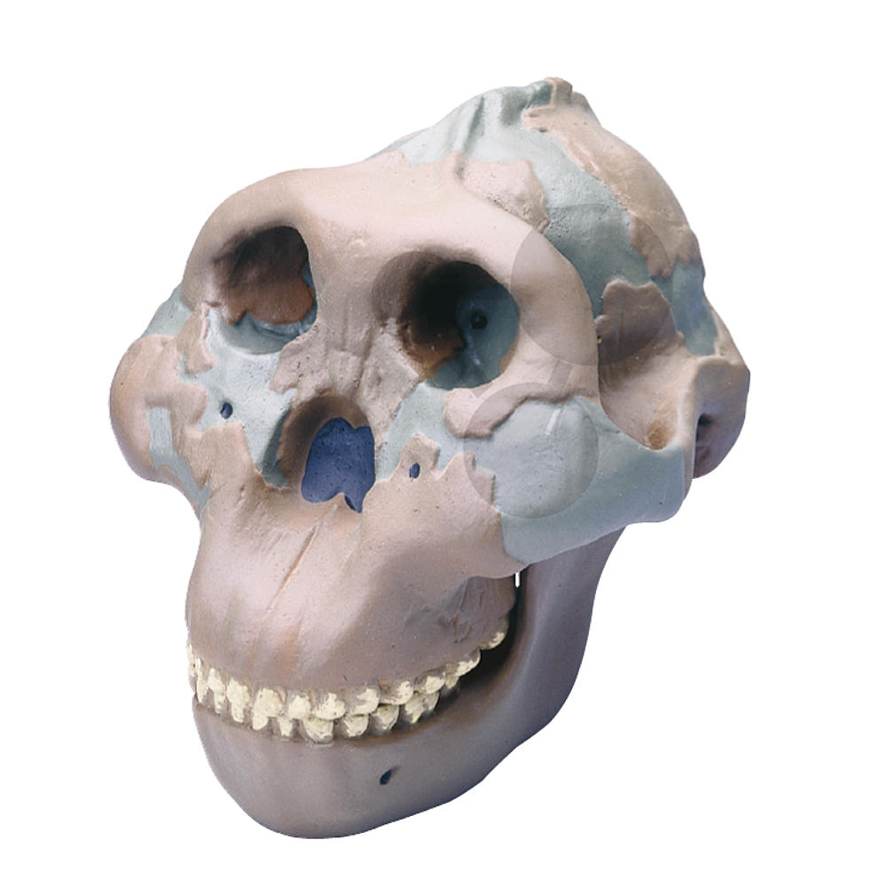 Crâne humain Premium / Evolution / SVT